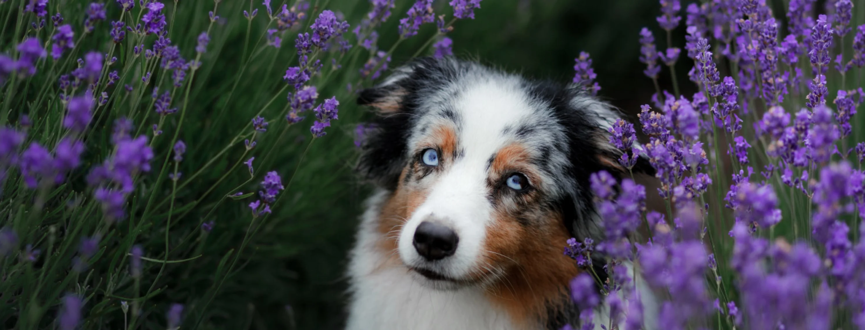 Black and white dog sitting in field of purple lavender flowers